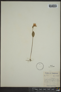 Pogonia ophioglossoides image