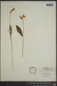 Pogonia ophioglossoides image