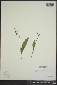 Pogonia ophioglossoides image