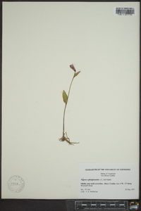 Pogonia ophioglossoides image