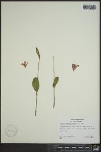 Pogonia ophioglossoides image