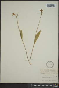 Pogonia ophioglossoides image