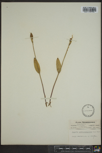 Pogonia ophioglossoides image