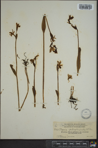 Pogonia ophioglossoides image