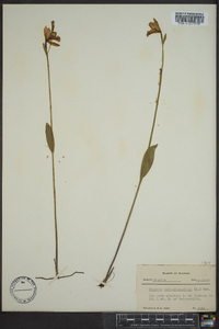 Pogonia ophioglossoides image