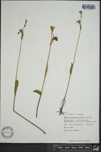 Pogonia ophioglossoides image