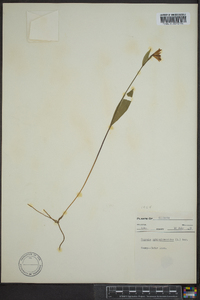 Pogonia ophioglossoides image