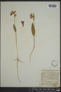 Pogonia ophioglossoides image