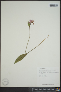 Pogonia ophioglossoides image