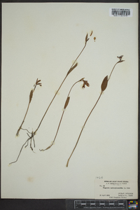 Pogonia ophioglossoides image