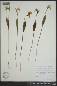 Pogonia ophioglossoides image