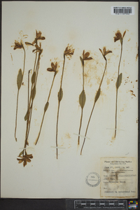 Pogonia ophioglossoides image