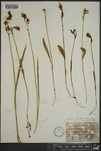 Pogonia ophioglossoides image