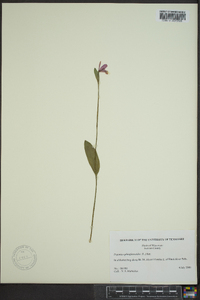 Pogonia ophioglossoides image