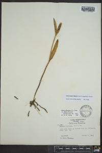 Cleistesiopsis bifaria image