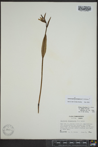 Cleistesiopsis oricamporum image