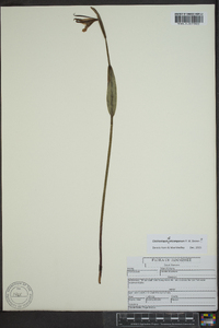 Cleistesiopsis oricamporum image