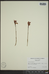 Arethusa bulbosa image