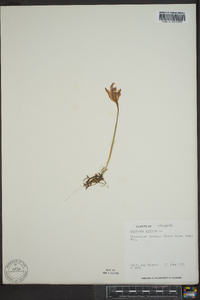 Arethusa bulbosa image