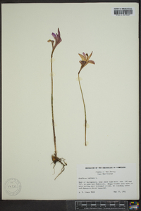 Arethusa bulbosa image