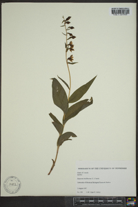 Epipactis helleborine image