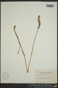 Spiranthes vernalis image