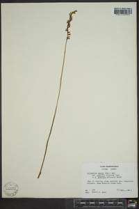 Spiranthes lacera var. gracilis image