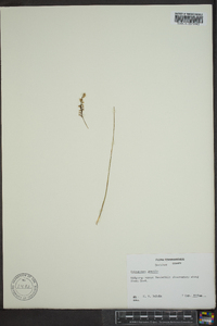 Spiranthes lacera image