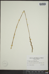 Spiranthes lacera var. gracilis image