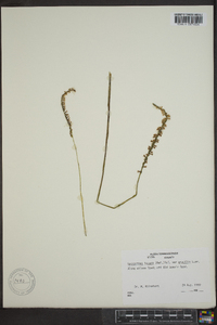 Spiranthes lacera var. gracilis image