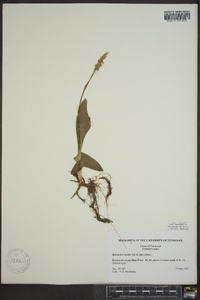 Spiranthes lucida image