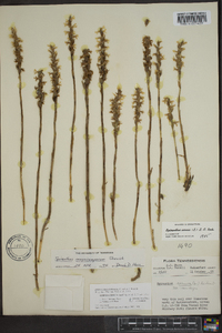 Spiranthes magnicamporum image