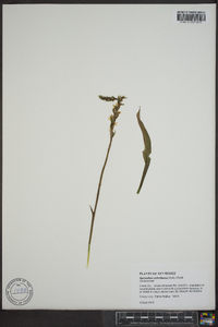 Spiranthes ochroleuca image