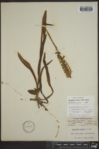 Spiranthes odorata image