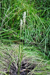 Spiranthes odorata image