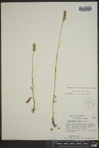 Spiranthes ovalis image