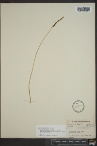 Spiranthes tuberosa image