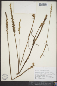 Spiranthes vernalis image