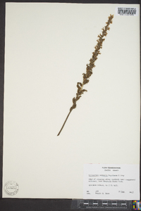 Spiranthes vernalis image