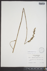 Spiranthes vernalis image