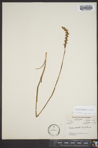 Spiranthes vernalis image