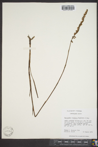 Spiranthes vernalis image