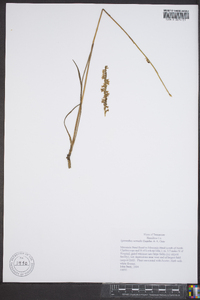 Spiranthes vernalis image