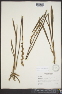 Spiranthes vernalis image