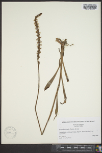 Spiranthes vernalis image