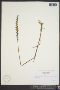 Spiranthes vernalis image