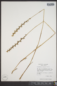 Spiranthes vernalis image