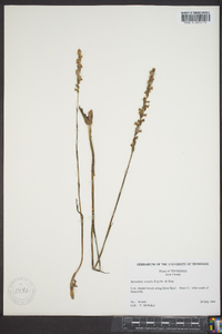 Spiranthes vernalis image