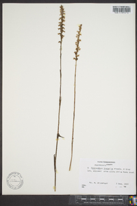 Spiranthes vernalis image