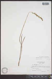 Spiranthes vernalis image